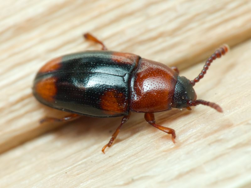 Combocerus glaber (Schaller, 1783)